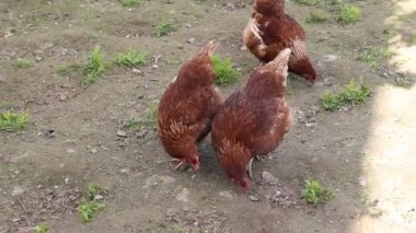 Genellikle çiftlik hayvanı olarak görülen bir grup tavuk, bu videoda tesadüfen yerde geziniyorlar. Tavuklar çevrelerini keşfederken doğal ve basit bir şekilde hareket ederler..