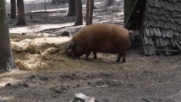 Brown Pig Seen Wooded Area Munching Hay Farm Animal Seems — Stock Video