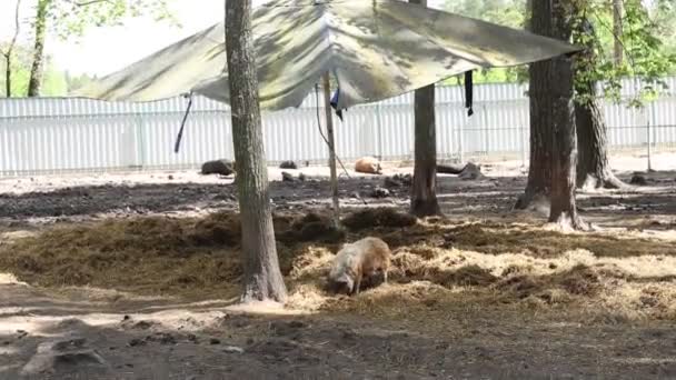 動物園の大きな傘の下に集まって 雨から避難所を探す豚のグループ 彼らが乾燥しているように グループで満足して快適に見えます — ストック動画