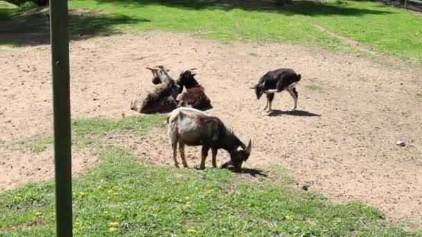 Group Goats Domestic Animals Typically Found Farms Seen Zoo Enclosure — Stock Video