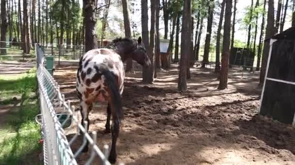 Zauważono Konia Stojącego Wewnątrz Ogrodzonego Obszaru Farmie Koń Wydaje Się — Wideo stockowe