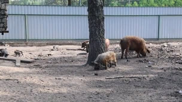 Группа Свиней Замечена Вольере Зоопарка Демонстрируя Естественное Поведение Например Копаясь — стоковое видео