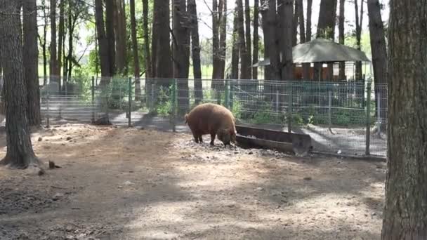 Polar Bear Zoo Enclosure Interacts Various Enrichment Items Explores Its — Stockvideo