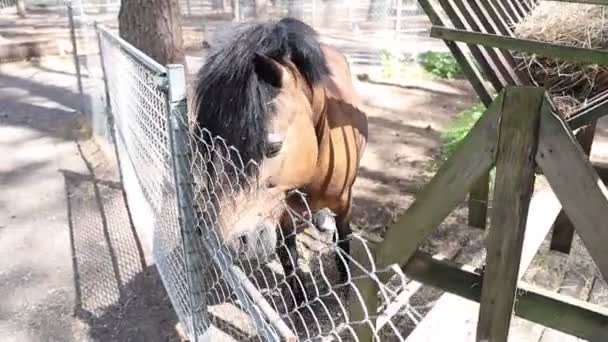Horse Stands Fence Looking Its Surroundings Zoo Setting Animal Appears — Vídeo de Stock