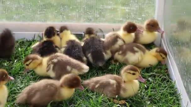 Group Ducklings Fluffy Yellow Resting Lush Green Grass Farm Fidget — Vídeo de stock