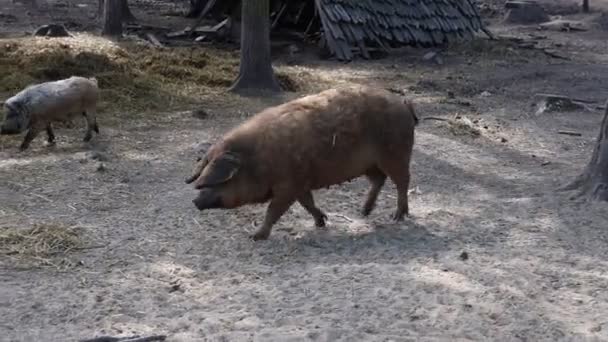 Two Domestic Pigs Seen Walking Dirt Field Farm Pigs Casually — 비디오