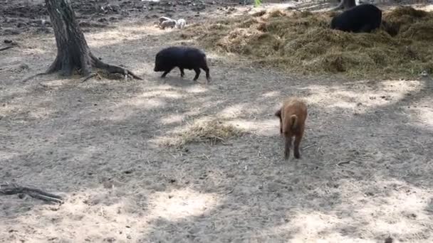 Group Pigs Seen Happily Grazing Hay Field Farm Pigs Leisurely — 비디오