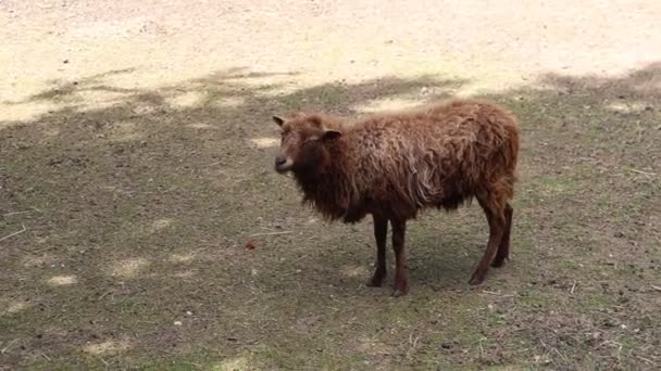 Brązowa Owca Stoi Spokojnie Trawiastym Obszarze Farmie Otoczona Zieloną Trawą — Wideo stockowe