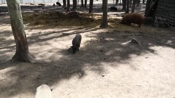 그룹은 동물원 인클로저 주위로 작용하고 이동하는 있습니다 돼지는 사회화하는 전형적인 — 비디오