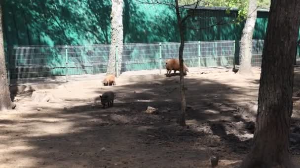 다양한 크기와 색상의 돼지는 동물원 인클로저 내에서 작용합니다 그들은 주위에 — 비디오
