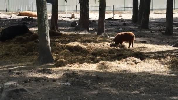 動物園の牛 ペットのグループは 彼らの囲いの中の干し草に近い弾薬から見ることができます 牛は訪問者が彼らの餌の習慣を観察するので 栄養価の高い干し草の上に平和的に放牧しています — ストック動画