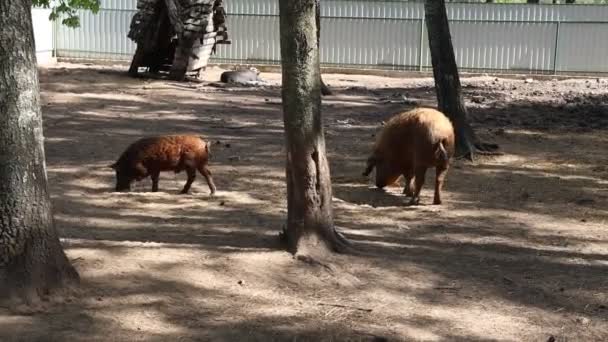 Dois Porcos São Vistos Interagindo Recinto Zoológico Eles Estão Explorando — Vídeo de Stock