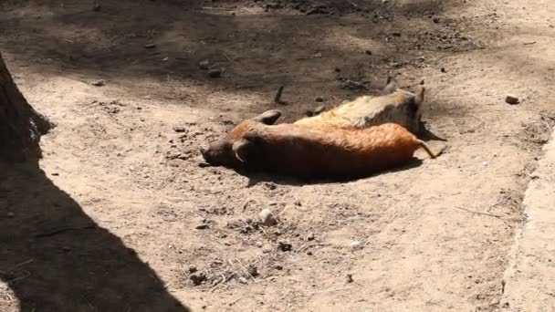 돼지는 동물원에서 먼지에 누워있는 카메라에 잡혀있어이 동물의 전형적인 행동을 보여줍니다 — 비디오