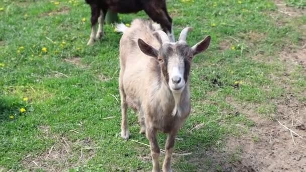 Two Goats Domestic Animals Seen Standing Amidst Lush Green Grass – stockvideo