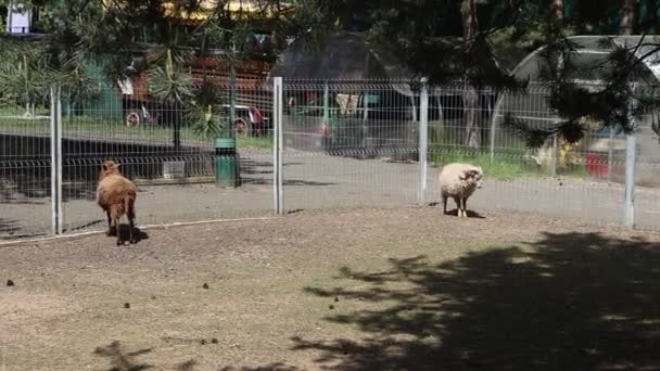 Two Sheep Likely Pets Farm Seen Standing Fenced Area Animals — Stock Video