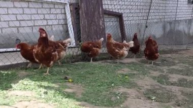 Bir grup tavuk bir çiftlikteki çitli bir alanda dolanıp gagalıyorlar. Gıdaklıyorlar, kanatlarını çırpıyorlar ve yeri tırmalıyorlar. Bazı tavuklar ahşap yapılara tünemiş. Burası tipik bir çiftlik.