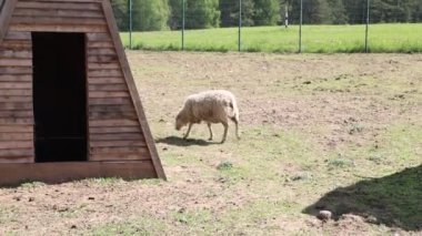 Bir çiftlikteki geniş bir tarlada ahşap bir kulübenin yanında duran bir koyun görülüyor. Sahne, koyunu barakanın yanında huzur içinde otlarken yakalıyor..