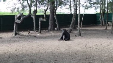 Bir ayı, hayvanat bahçesinin etrafını sakince gözetlerken görülüyor. Ayı, ziyaretçiler bakarken büyük boy ve tüylü görünümünü sergiliyor..