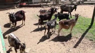 Çiftliklerde sıkça rastlanan bir grup keçi, bir ağılda yan yana duruyorlar. Keçiler otlamak ve birbirleriyle etkileşim kurmak gibi tipik davranışlar sergilerler..