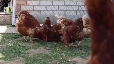 Bir grup tavuğun bir çiftlik ortamında çimenleri gagaladığı ve yediği görülüyor. Tavuklar, yeşil bitki örtüsüyle beslenerek avluda hareket ediyorlar..