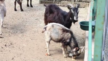 Bir grup keçi bir çiftlikteki bir hayvanat bahçesinde toplandı, birbirleriyle etkileşime geçtiler ve çevrelerini araştırdılar. Keçiler farklı cins ve boyutlarda, benzersiz özelliklerini sergiliyorlar.