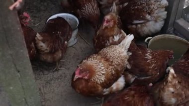 Bir grup tavuk bir çiftlikte bir kafese kapatılmış gıdaklıyor ve beslenirken gagalıyorlar. Bazı tavuklar dinlenirken, diğerleri sınırlı alanda geziniyor..