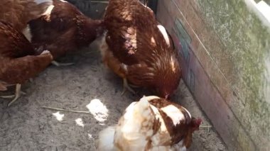 Bir grup tavuk bir çiftlik kümesinin içinde gıdaklıyor ve gagalıyor. Tavuklar hareket eder, kanatlarını çırparlar ve kapalı alanlarında birbirleriyle etkileşime girerler..