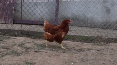 Bir tavuk, ahşap bir çitin önünde, bir çiftlikte öylesine geziniyor. Tavuk yavaşça hareket eder, bazen yeri gagalarken, çevresini keşfeder..