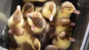 Bir grup ördek yavrusu, sevimli yavru ördekler, bir çiftlikte sepetin içinde, neşeli davranıp cıvıldıyorlar. Evcil hayvana benziyorlar. Konteynırda birlikte vakit geçiriyorlar..