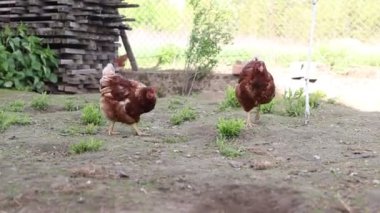 İki tavuk, çiftlik hayvanları, bahçede rahatça geziniyorlar. Toprağı gagalarlar, kanatlarını çırparlar ve doğal ortamlarında birbirleriyle etkileşime girerler..