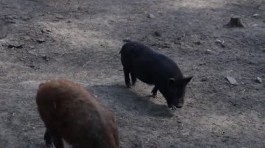 İki domuz, evcilleştirilmiş çiftlik hayvanları, hayvanat bahçelerinin etrafındaki çamurda rahatça geziniyorlar..