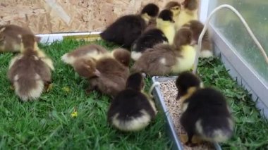 Bir grup küçük ördek yavrusu bir çiftlikteki çimenli bir alanda dolaşır, civciv gibi cıvıldar ve yeri gagalarlar. Birbirlerine yakın dururlar, annelerini yakından takip ederler.