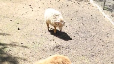 Video, bir koyunu hayvanat bahçesinde sergiliyor. Etrafında geziniyor ve diğer hayvanlarla etkileşimde bulunuyor. Koyun otla beslenir, su içer ve ilginç bir şekilde etrafını gözlemler..