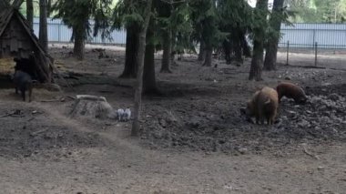 Videoda bir grup domuzun bir çiftlikteki hayvanat bahçesinde etkileşim kurdukları görülüyor. Domuzlar etrafta dolanırken, yemek yerken ve birbirleriyle sosyalleşirken görülebilir..