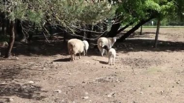Evcil hayvan çiftliğine ait bir grup koyun, toprak bir arazide huzur içinde otluyor. Koyunlar mutlu bir şekilde otları kemiriyor ve açık alanda geziniyorlar..
