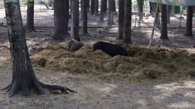 Bir grup domuz aktif olarak bir çiftlikteki ağaçlık alanda saman yiyorlar. Domuzlar ağaçların ve doğal çevrenin ortasındaki samanlarda yiyecek ve yiyecek arıyorlar..