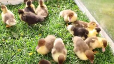 Bir grup sevimli yavru ördek bir çiftliğin yemyeşil çimlerinde paytak paytak yürürken ve keşfederken görülebilir. Yumuşak ördek yavruları hareket eder, böcekleri gagalarlar ve gün ışığında neşeli bir şekilde cıvıldarlar..