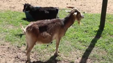 Çiftlikteki çimenli bir tarlada yan yana duran iki yerli keçi görülüyor. Keçiler sakince otluyor ve ara sıra etrafa bakınıyorlar..