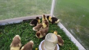 Bir grup sevimli ördek yavrusu, saman ve suyla çevrili cam bir bölmede yüzerken ve keşfederken görülebilir. Ördek yavruları birbirleriyle şakalaşıyorlardı. Paytak paytak yürüyorlardı.