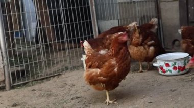 Bir grup tavuk, kafese kapatılmış, gıdaklıyor, gıdaklıyor ve etrafta dolaşıyorlar. Tavukların boyları ve renkleri farklıdır, tüyleri kabarır..