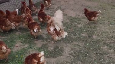 Birkaç tavuk, çiftlik hayvanı, bir çiftlikteki çitli bir alanda yürürken ve gagalarken görülüyor. Tavuklar kapalı alanda doğal davranışlarını sergileyerek özgürce hareket ediyorlar..