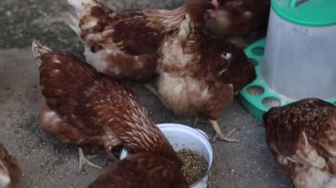 Bir grup tavuğun beslenme dolu büyük bir kovadan gagaladığı ve yediği görülüyor. Tavuklar, kovanın etrafında toplanıp kanatlarını çırparken heyecan ve heveslerini sergiliyorlar.