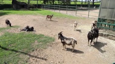 Videoda bir grup keçi hayvanat bahçesinde geziniyor, otlanıyor ve birbirleriyle etkileşime geçiyorlar. Keçilerin belirlenmiş bölgelerinde oynayıp yiyecek aramasını izleyin..