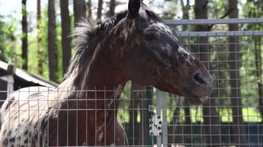 Bir at, bir çiftlikte metal bir çitin arkasında durup, çevresini gözlemlerken görülüyor. Hayvan uzaklara bakarken sakin ve uysal görünür..