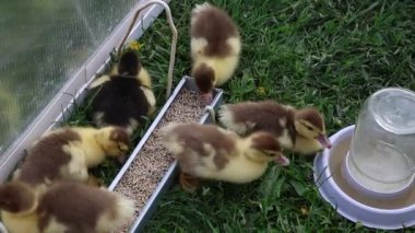 Bir grup yavru ördek, çiftlik hayvanları, bu videoda bir kaseden yemek yiyorlar. Şirin ördek yavruları gıdıklayarak çok güzel bir sahne yaratıyorlar..