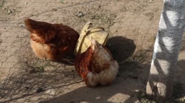 Çiftlikteki bir çitin yanında çamurda duran iki tavuk görülüyor. Tavuklar sakince etraflarını gözlüyor ve yeri gagalıyorlar..