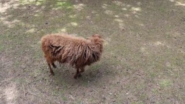 Bir çiftlikteki çimenli bir tarlada bir koyun duruyor. Koyun sakince otluyor ve doğal ortamında etrafa bakıyor..