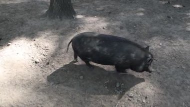 Siyah bir domuz çiftlikteki bir ağacın altında rastgele yürüyor..