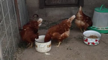 Çiftlikteki bir grup tavuk, bir metal kovadan su içerken görülüyor. Tavuklar sırayla suyu gagalar ve yudumlarlar, doğal davranışlar sergilerler..