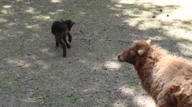 Çiftlikte büyük bir koyunun yanında duran bir bebek koyun görülüyor. İki hayvan tarlada huzur içinde otluyor..